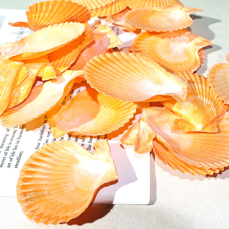 Best Yellow scallop shell fish - огляд і ціна Marine Fish Tank